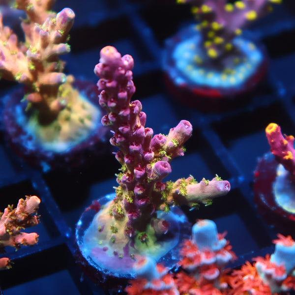 Insane TCK Grafted Kaleidoscope