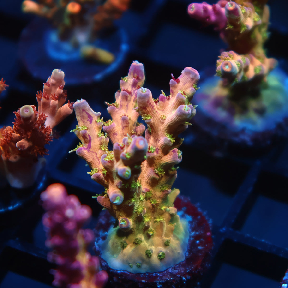 TCK Grafted Kaleidoscope