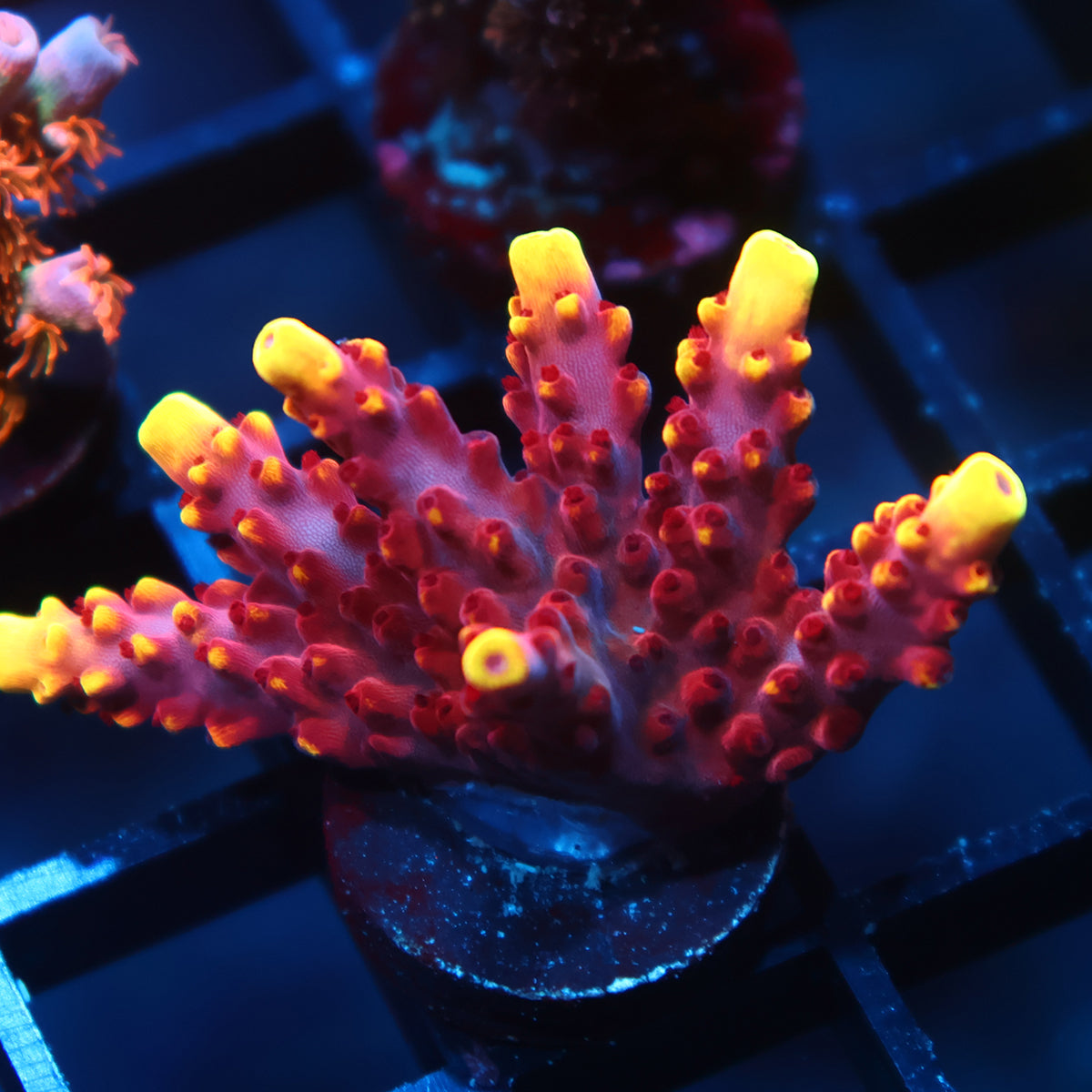 Lg JF Fox Flame