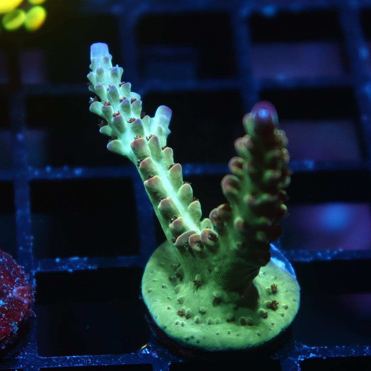 TCK Purple Tips Acro