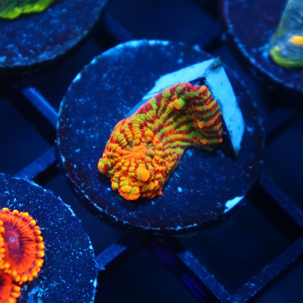 TCK Inferno Convict Chalice
