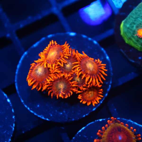 TCK Crazy Orange Zoas