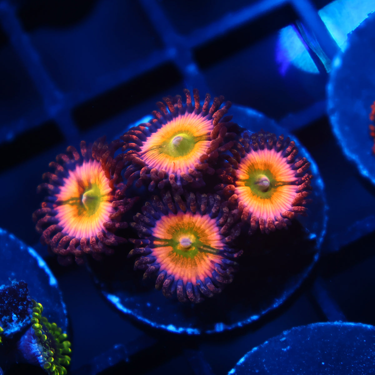 Rainbow Infusions