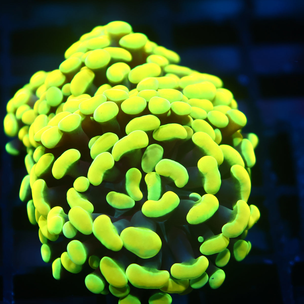 TCK Highlighter Branching Hammer