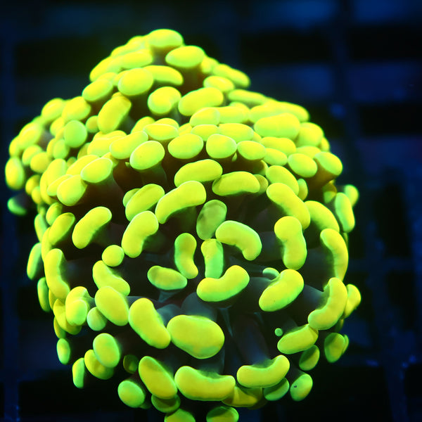 TCK Highlighter Branching Hammer