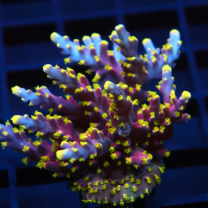ARC Proximo Mini Colony