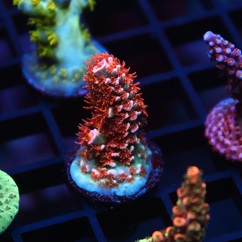 TCK Wildcard Tenuis