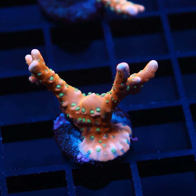 RRC Tropicana Anacropora