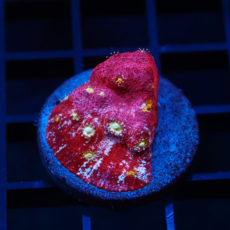 TCK Paint Splatter Chalice