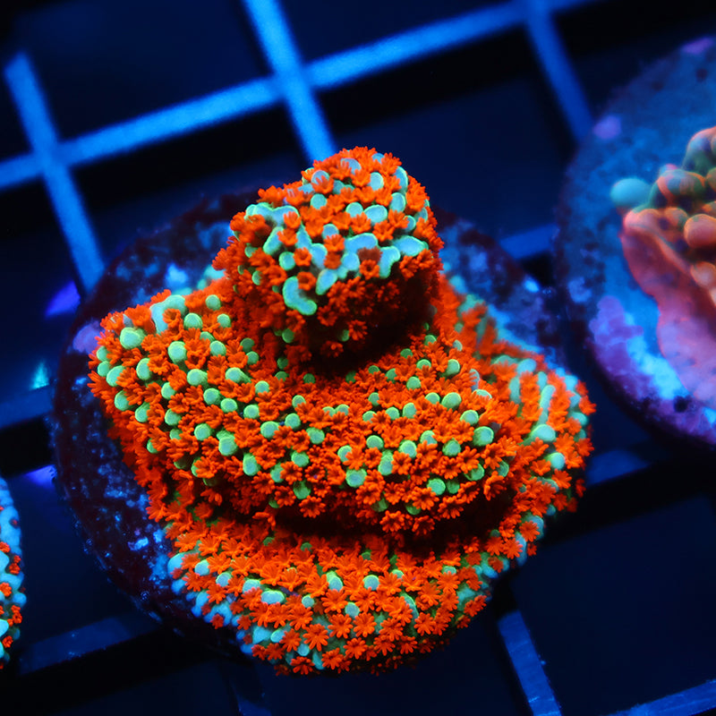 JF Aquaman Monti