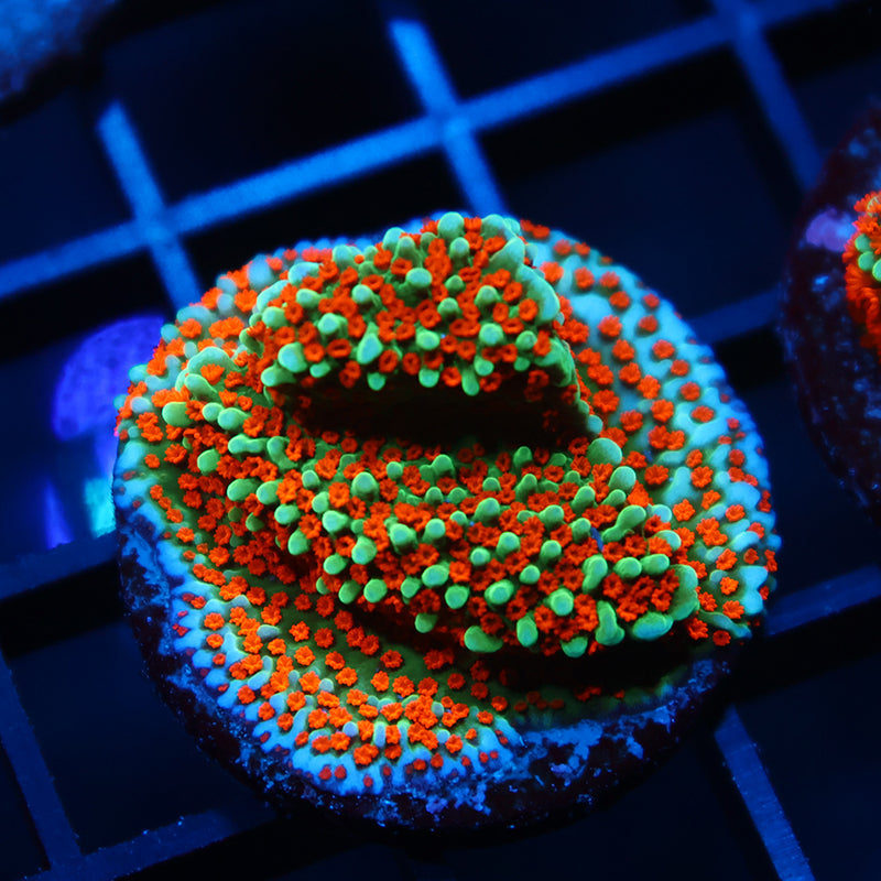 JF Aquaman Monti
