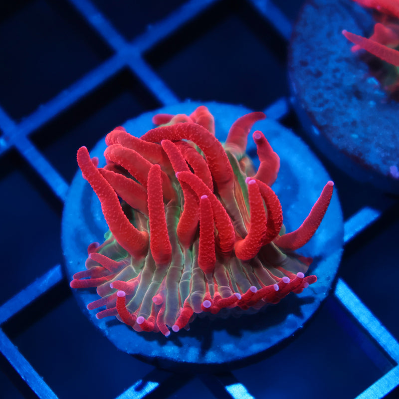 TCK Shaggy Red Diaseris