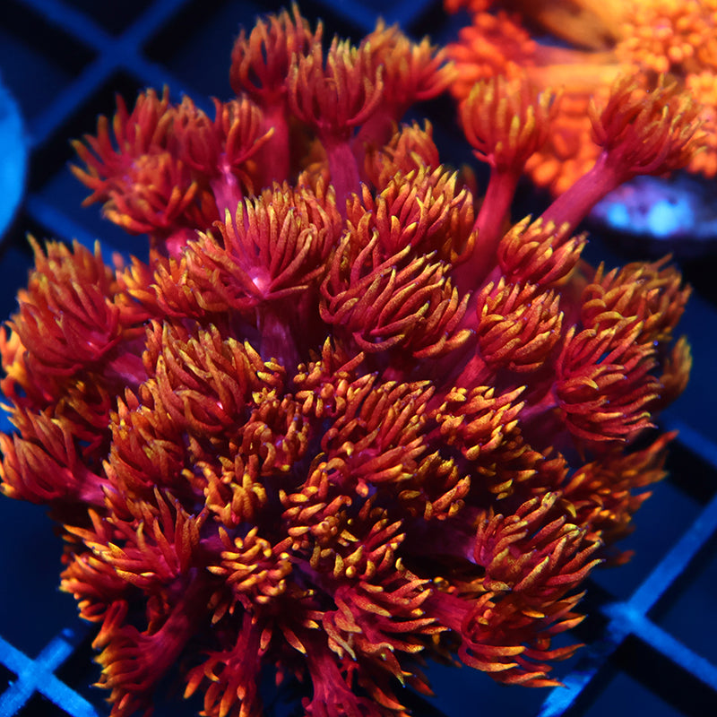 TCK Insane Flame Tips Goni Mini Colony