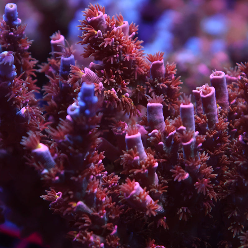 TCK Burning Passion Malaysia Tenuis