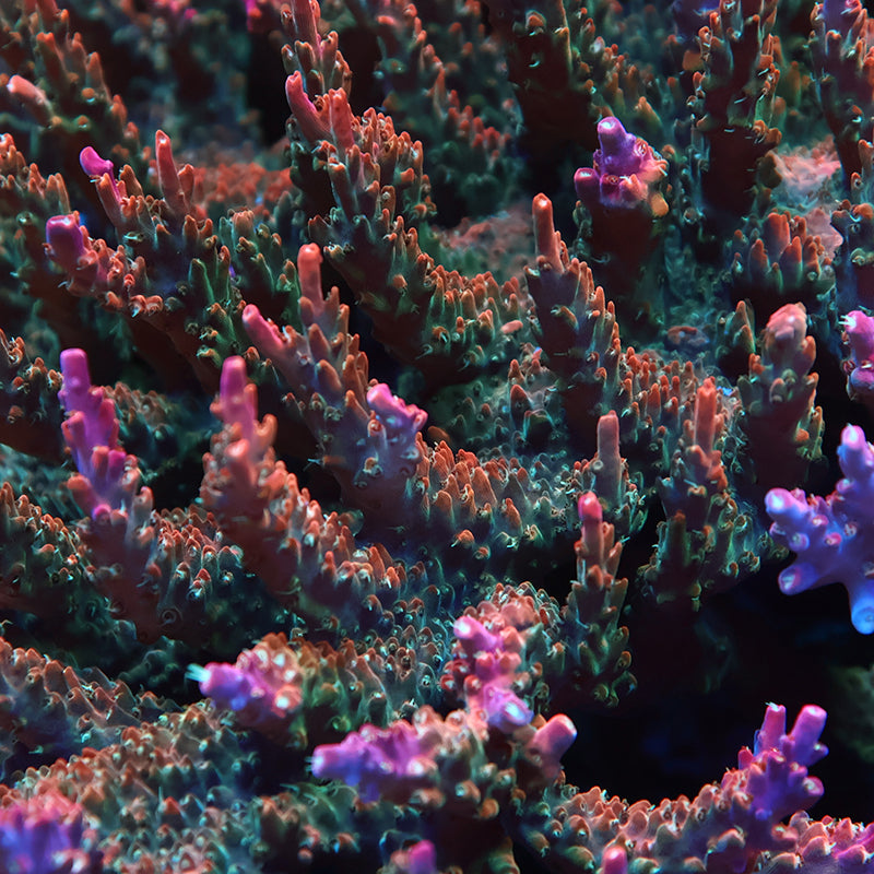 TCK Rainbow fusion Stag