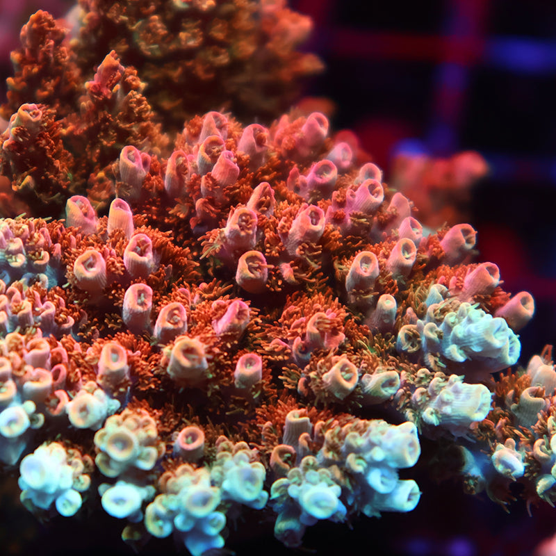 Mother Colonies – TCKCorals