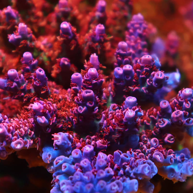 Mother Colonies – TCKCorals