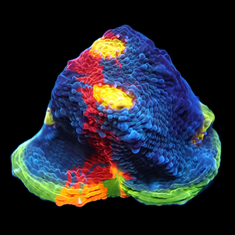 Coral様　3点おまとめ Beginner Corals for Sale | Easy-to-Care-for Corals for Reef Tanks フロアスタンド