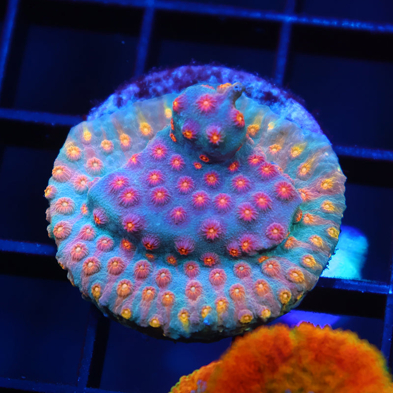 TCK Rainbow Comet Cyphastrea