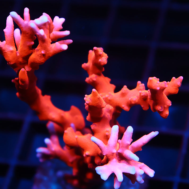 JF TNT Anacropora