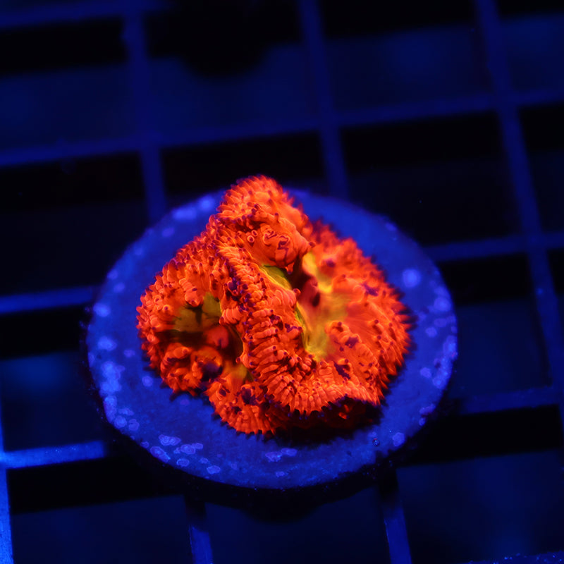 WWC Rainbow Blasto