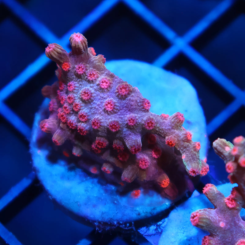 TCK Branching Cyphastrea