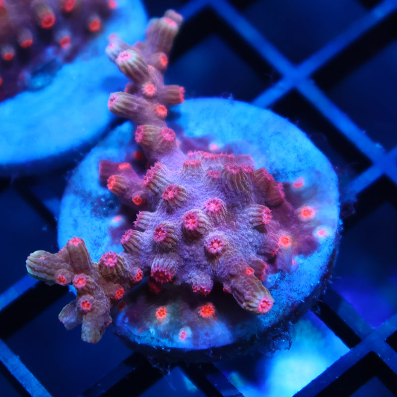 TCK Branching Cyphastrea