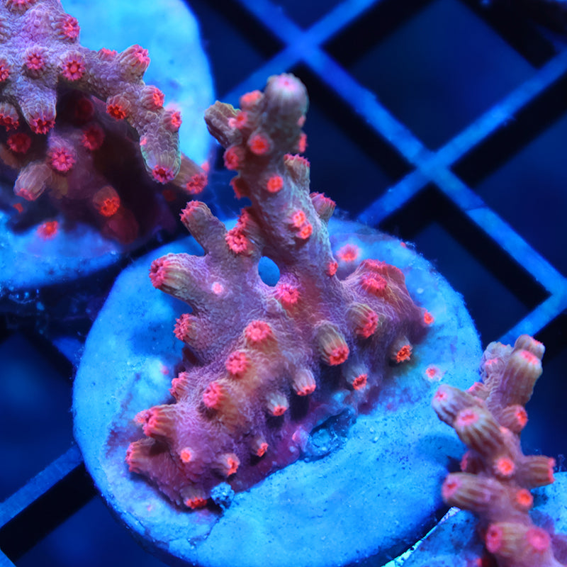 TCK Branching Cyphastrea