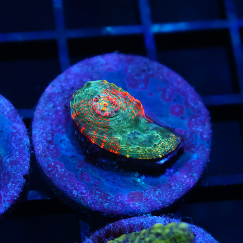 TCK Grafted Cherry Chalice