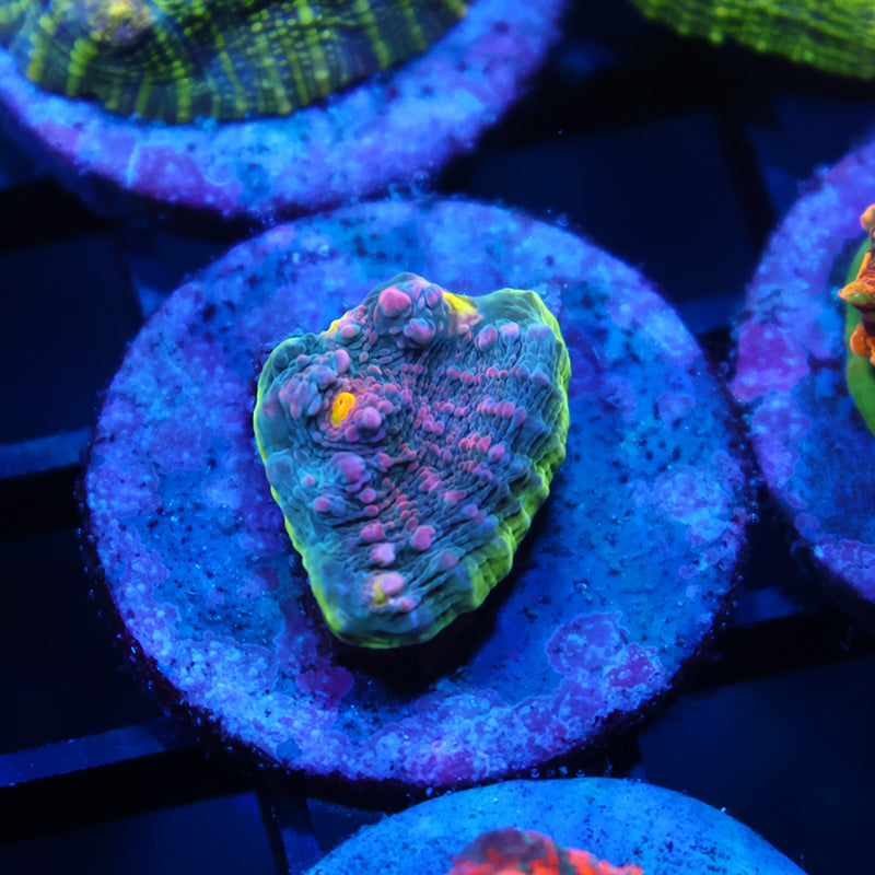 TCK Hybrid Watermelon