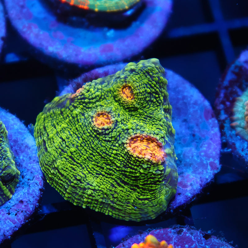 TCK Toxic Swirl Chalice