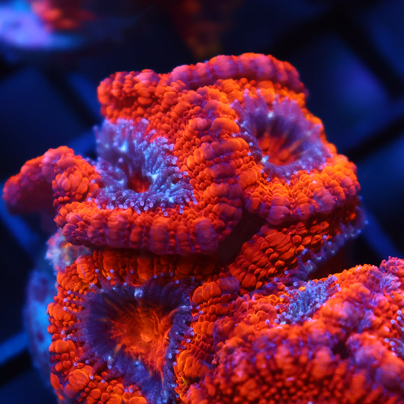 TCK Fluffy Acan