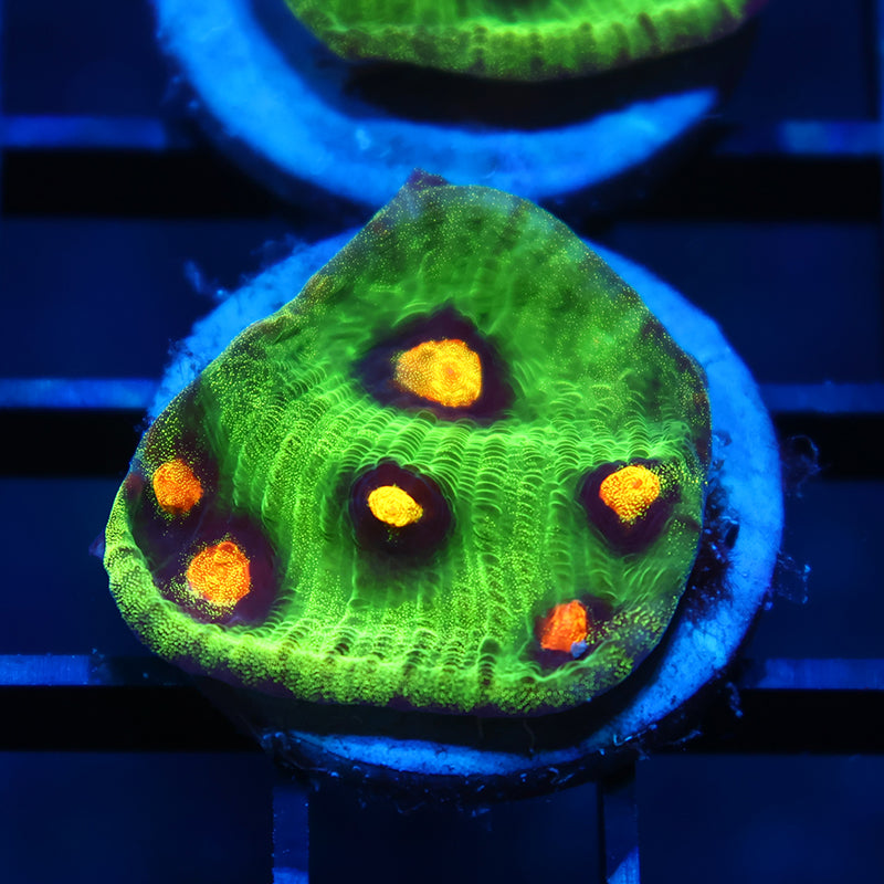 JF Raja Rampage Chalice