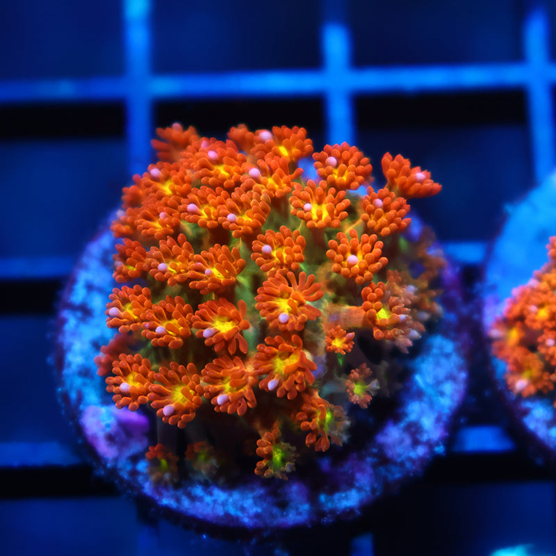 TCK Oddball Bernardpora