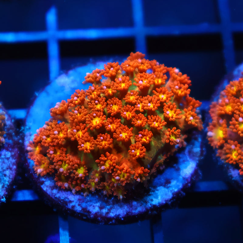 TCK Oddball Bernardpora