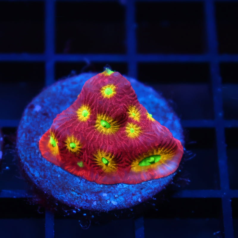 SR Mighty Max Favia Red Side