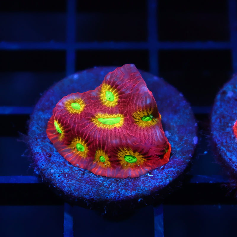 SR Mighty Max Favia Red Side