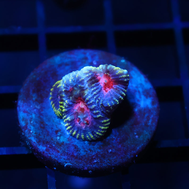 TCK Space Favia