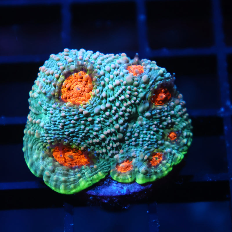 TCK Rainbow Echinata