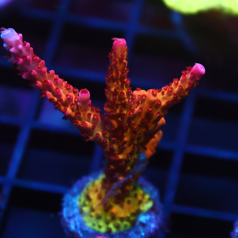 PC Rainbow