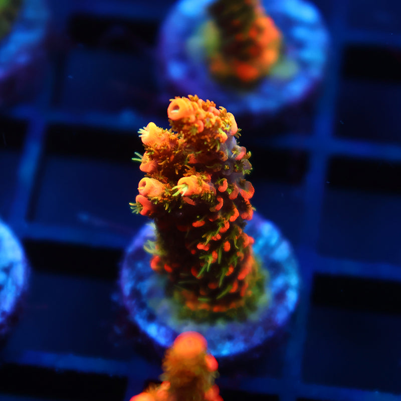 JF Solar Flare Milli