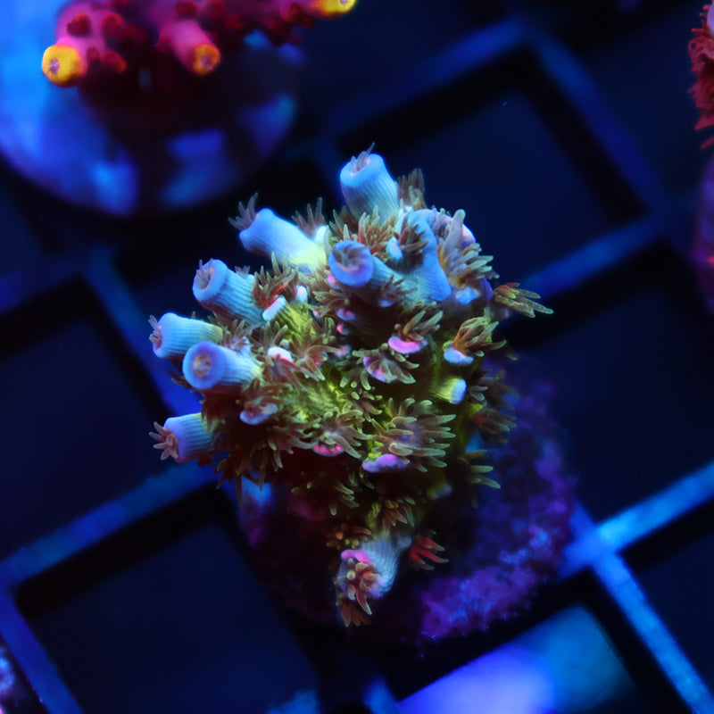 TCK Ultimate Tenuis – TCKCorals