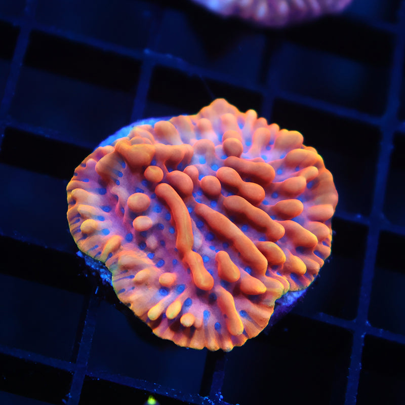 JF Altered Ego Monti