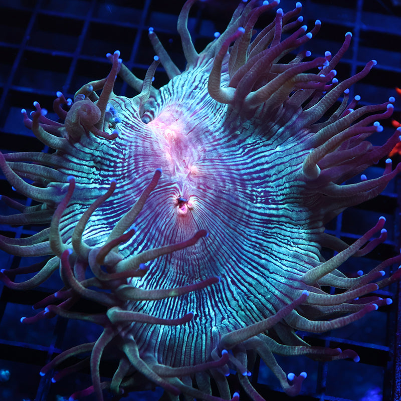TCK Aquacultured Red Center Elegance