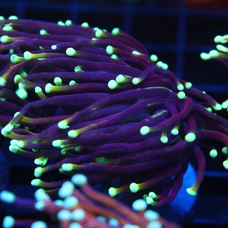 TCK Yellow Tip Indo Gold Torch