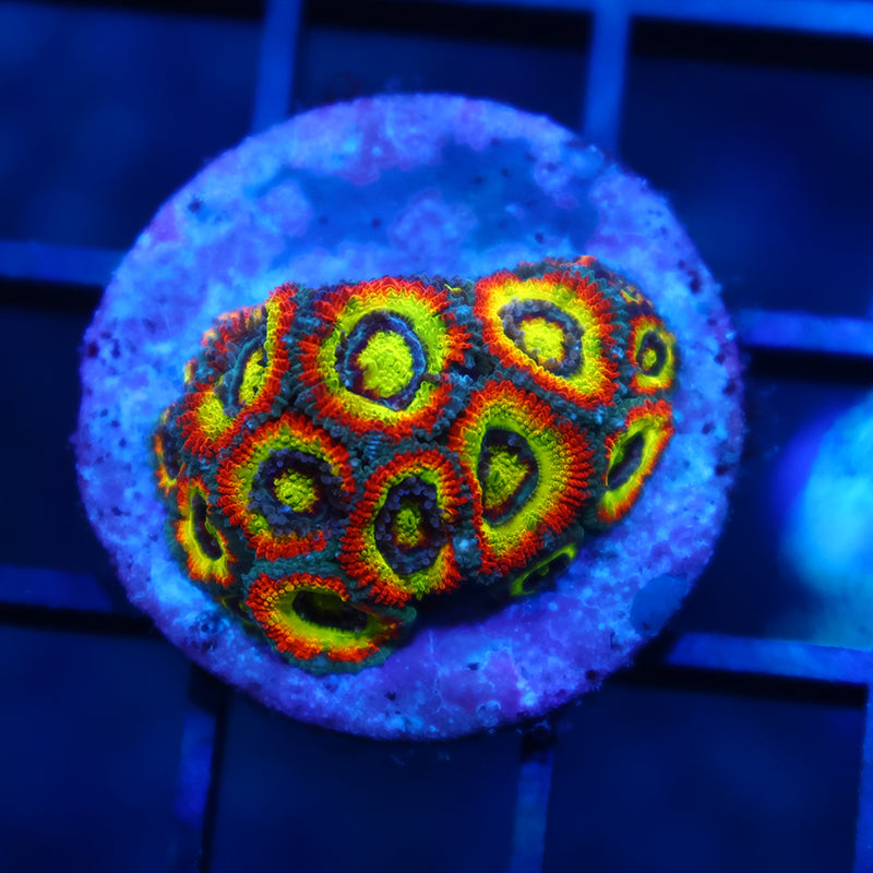 TCK HG Micromussa