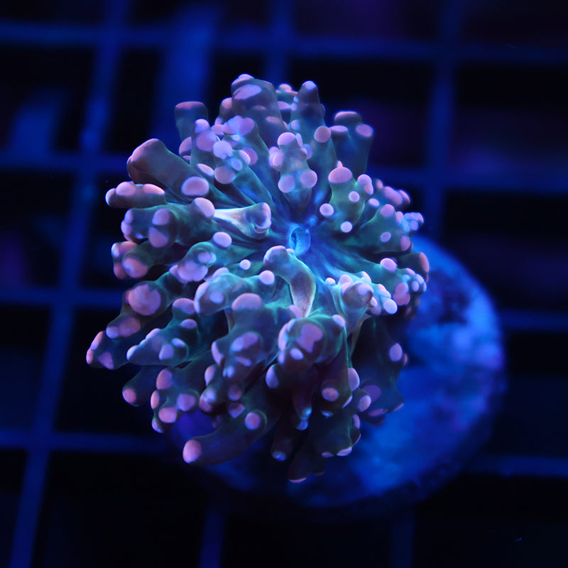 TCK Peach Frogspawn