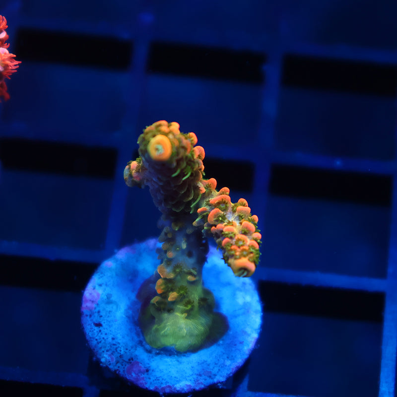 JF Solar Flare