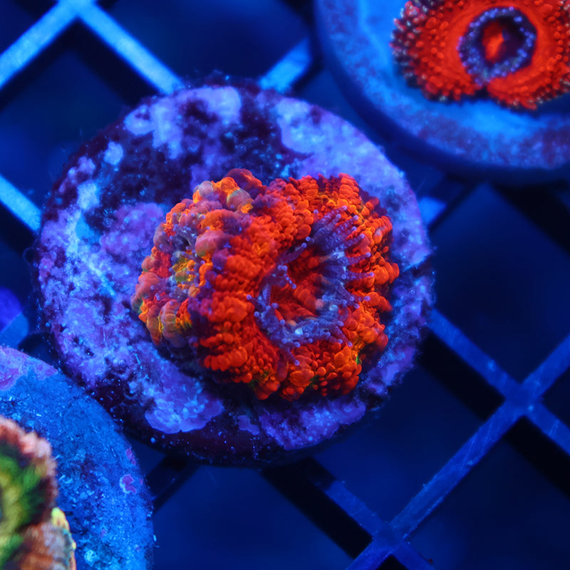 TCK Fluffy Rainbow Acan