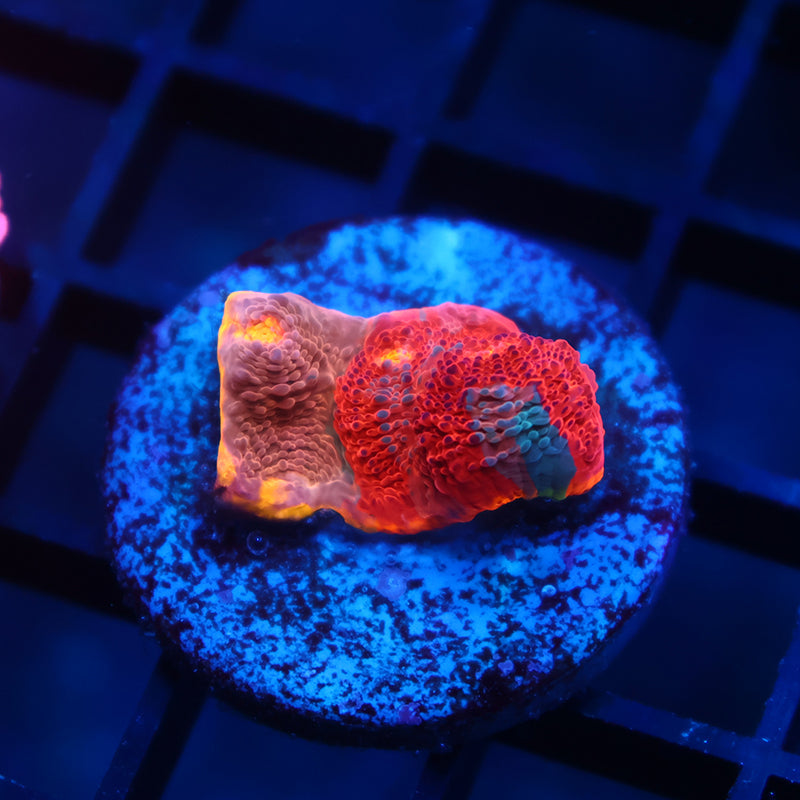 TCK Collider Rainbow Chalice